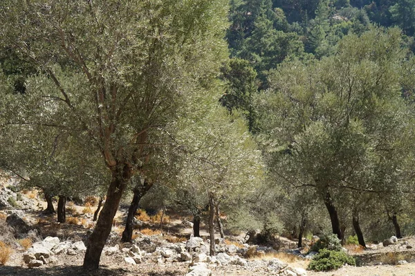 Olivenhain Süden Der Türkei — Stockfoto