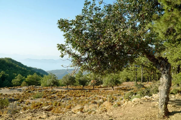 Türkiye 'nin güneyinde zeytinlik