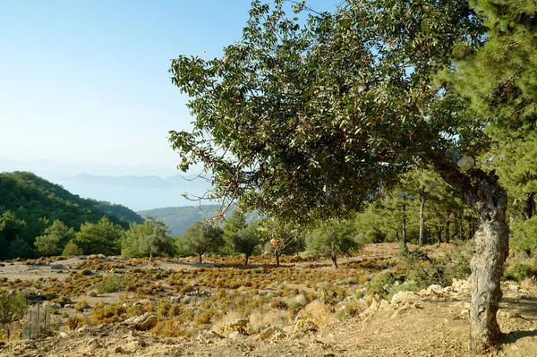 Olivenhain Süden Der Türkei Stockbild