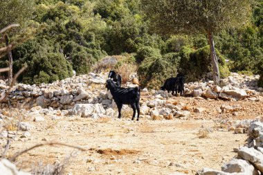 Türkiye 'nin güneyindeki tarlalarda keçiler otluyor       