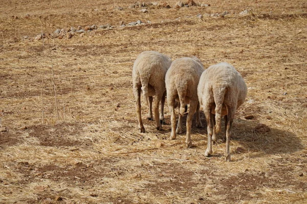Three Sheep Drink Water South Turkey — Stock Photo, Image