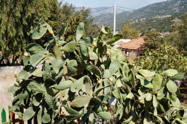 Türkiye 'nin güneyinde dikenli armut kaktüsü yetişiyor.      