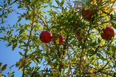Olgun nar meyveleri ağaçta yetişir..    