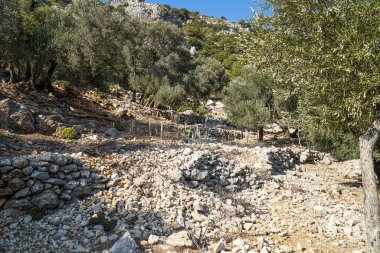 Ebedi ve asırlık zeytin ağaçları olan bir bahçe..