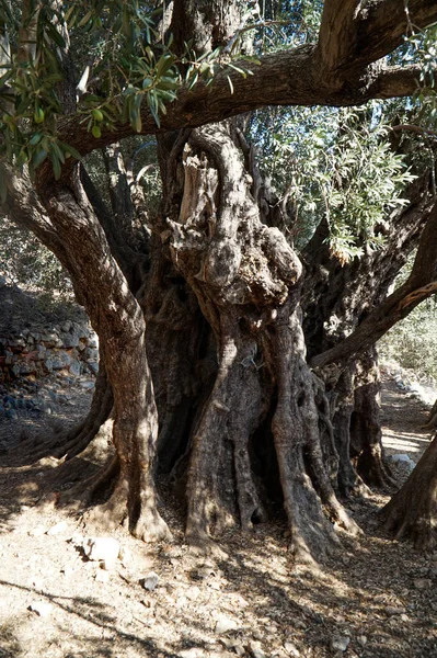 Ogród Wieloletnimi Stuletnimi Drzewami Oliwnymi — Zdjęcie stockowe