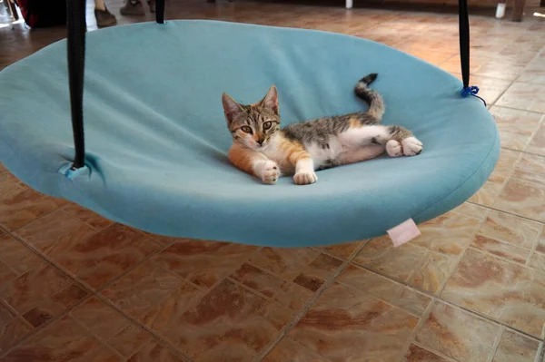 Türkisches Kätzchen Reitet Einer Hängematte Stockfoto