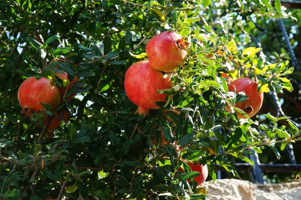 Reife Granatäpfel Hängen Einem Baum Fethiye Mugla Türkei — Stockfoto