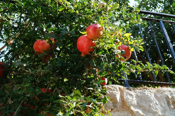 Ripe Pomegranates Hang Tree — Stock Photo, Image