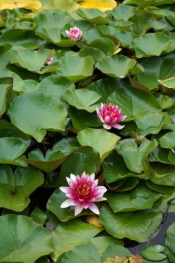 Göldeki sudaki zambaklar