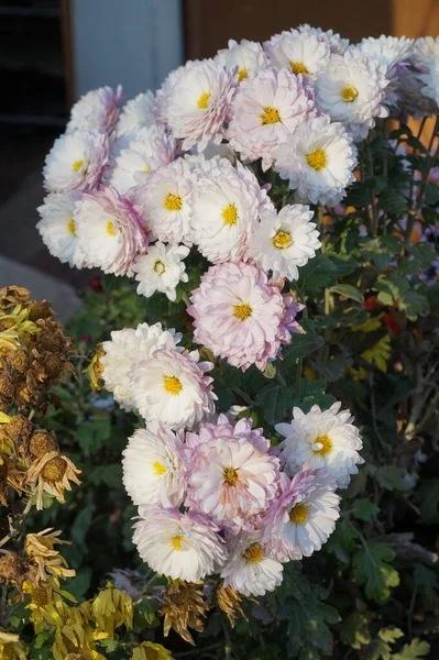 Blooming Chrysanthemums Garden — Stock Photo, Image