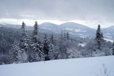 Karpatya dağlarındaki karla kaplı kozalaklı ormanların kış manzaraları.      