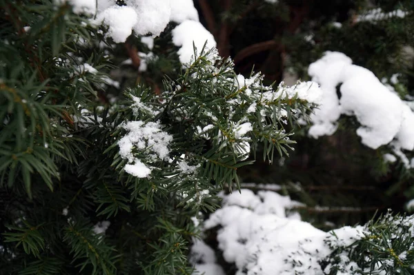 Dağlarda karla kaplı ladin ağaçları..