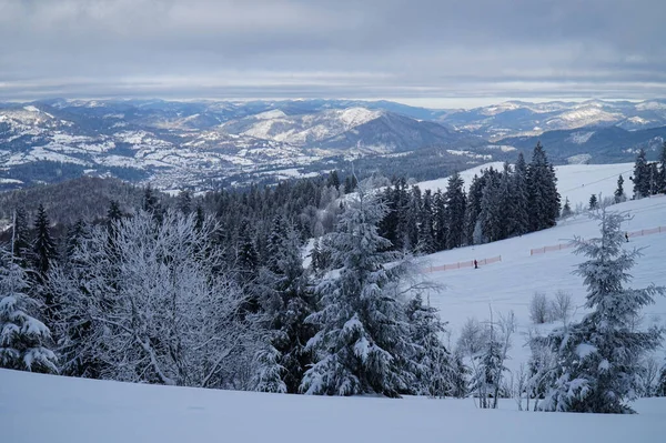 Paysages Hivernaux Forêts Conifères Enneigées Dans Les Carpates — Photo