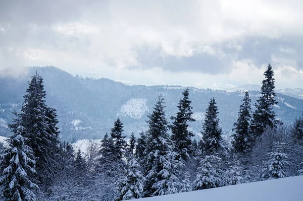 Kışın Karpatlar 'da köknar ağaçları büyür..    