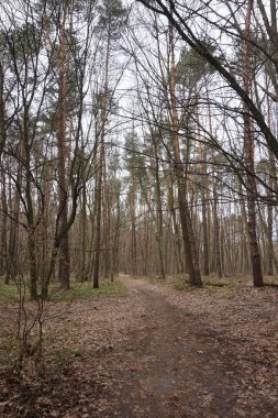 Avrupa 'da baharda yaprak döken orman.