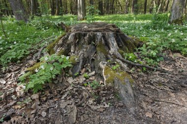 Ormanda bırakılmış ağaç dilimleri.