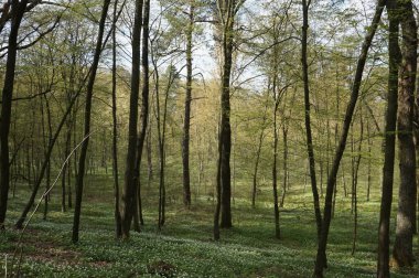 Baharda Ukrayna 'da yaprak döken orman.