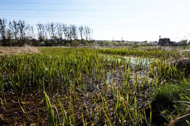 Orta Avrupa 'da baharda bataklık çayırları         