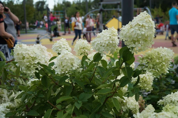 Blühende Weiße Hortensienbüsche Park — Stockfoto