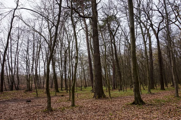 유럽의 낙엽수림 — 스톡 사진