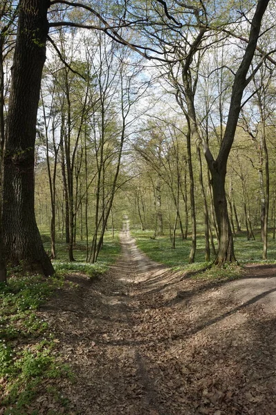 Avrupa 'da baharda yaprak döken orman.