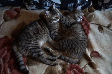 Yatağın üzerinde aynı renkte iki gri kedi..      