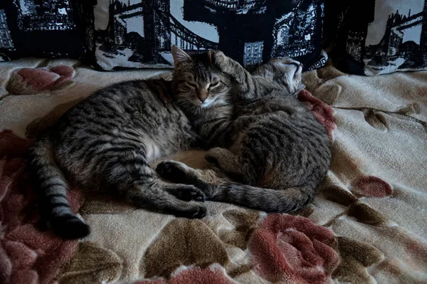 Dua Kucing Abu Abu Warna Yang Sama Tempat Tidur — Stok Foto