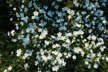Çayır fidanı (lat. Açık bir alanda açan güzel bir halı gibi sertifikalı.  