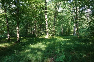 Karanlık ormandan parlak, güneşli bir çayıra.  