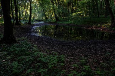 Yaprak döken ormandaki bataklık bölgesi..