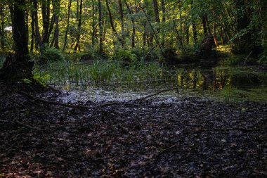 Yaprak döken ormandaki bataklık bölgesi..