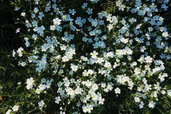 Çayır fidanı (lat. Açık bir alanda açan güzel bir halı gibi sertifikalı.  