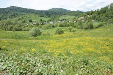 Karpat dağlarındaki karışık (kozalaklı ve yaprak döken) ormanların üst görünümü.