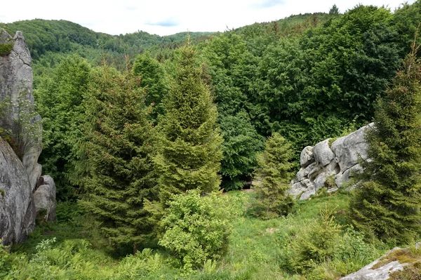 Vue Dessus Des Forêts Mixtes Conifères Feuillus Des Carpates — Photo