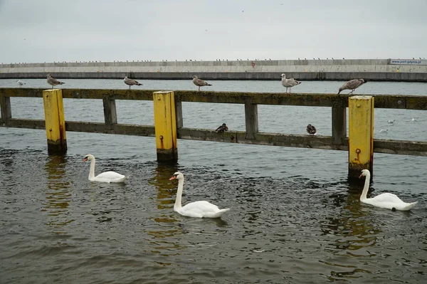 Белые Лебеди Плавают Возле Пирса Балтийском Море — стоковое фото