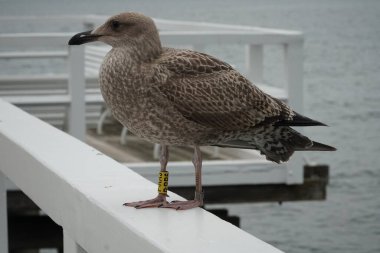 Pençesinde bir iz olan bir martı iskelenin korkuluklarında oturur..   