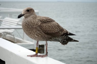 Pençesinde bir iz olan bir martı iskelenin korkuluklarında oturur..  