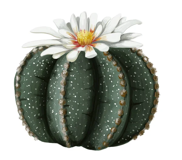 Astrofittum. Büyük beyaz çiçekli yuvarlak bir kaktüs. Çizim raster. Beyaz bir arkaplanda.