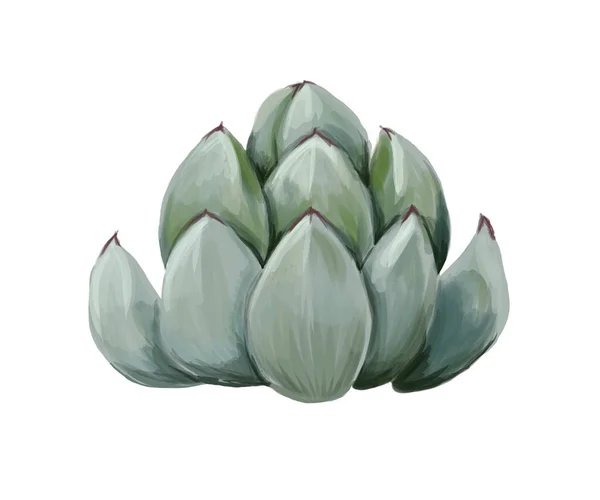 Echeveria Lahulensis beyaz arka planda izole edilmiş güzel sulu bir bitki.. 