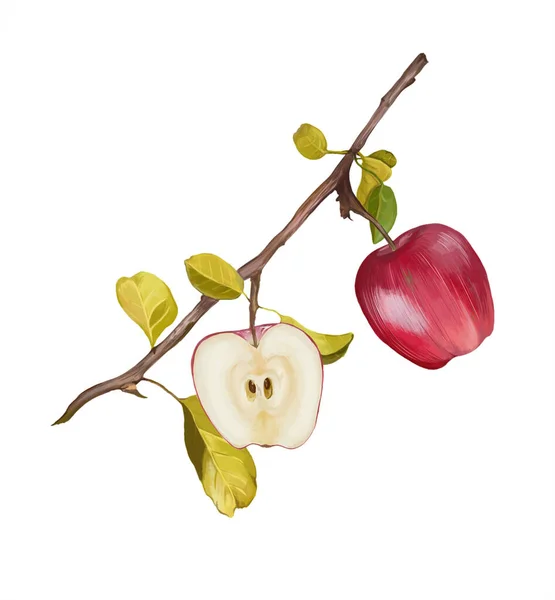 İki elma ve taze yapraklı bir elma dalı. Beyaz arka planda kırmızı elmalar.