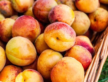 Hasır bir sepette olgun ve lezzetli kayısılar. Yaz konsepti, mevsimlik meyve. Hasat. Yakın plan..