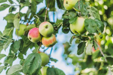 Red ripe apples on apple trees in the garden in autumn. The concept of seasonality, agriculture, harvesting. Close-up.