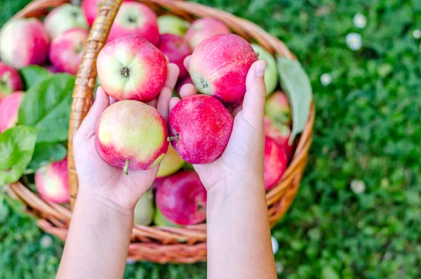 Homemade ripe apples in childrens hands on a background of grass. The concept of seasonality, agriculture, harvesting. Close-up. View from above
