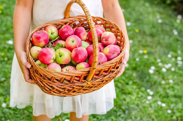 Little Girl Holding Her Hands Full Basket Ripe Red Apples — стоковое фото