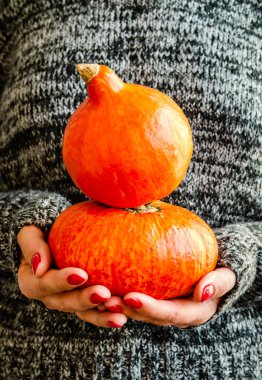 Koyu renk yün bir kazağın arka planına karşı kadın ellerinde turuncu balkabakları. Sonbahar ve mevsimlik konsepti, hasat. Yakın plan..