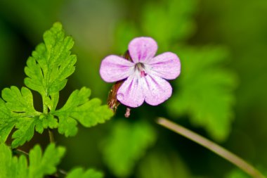 çiy noktası bir damla ile güzel bir mor çiçek