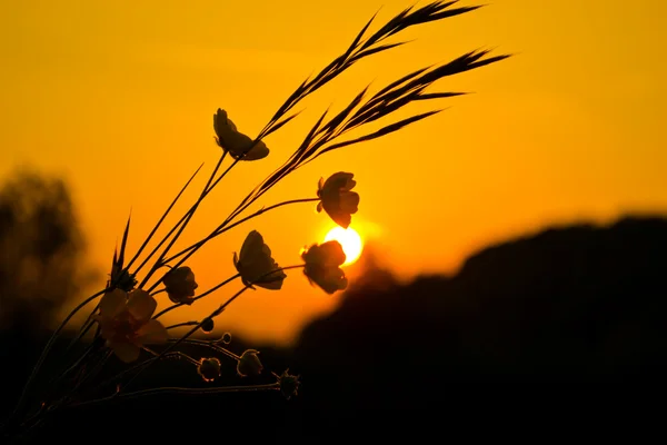 batan güneşin bir arka plan üzerinde çiçekler