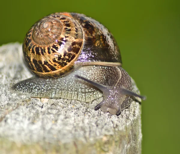 salyangoz üzerinde yeşil bir arka plan kiriş ağaç üzerinde