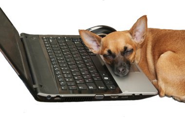 Laptopun yanında oturan küçük bir köpek