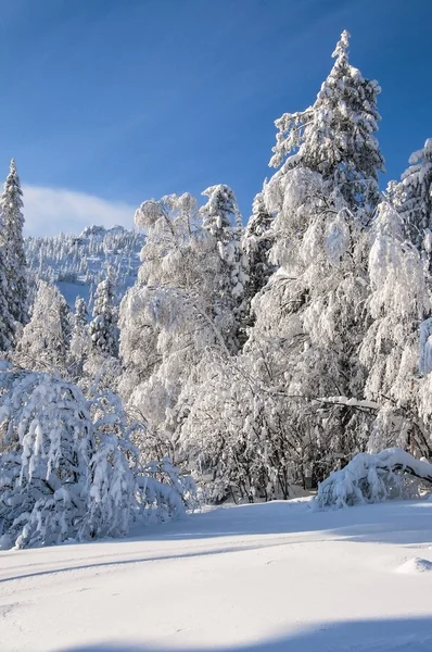 Winter schneebedeckte Wälder — Stockfoto